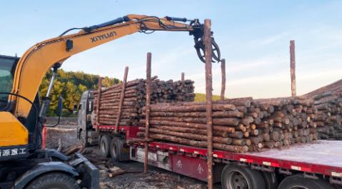 <a href=http://www.bjmingcheng.cn/ target=_blank class=infotextkey>松木樁</a>現場選材與運輸