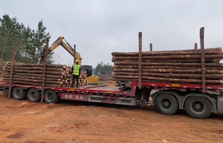 松木樁和杉木樁哪個(gè)更適合打木樁??jī)烧邊^(qū)別有哪些?