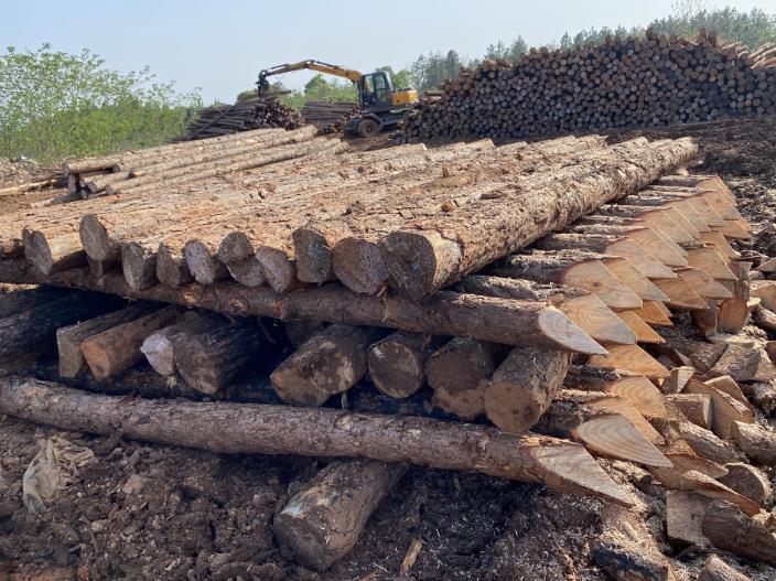 松木樁可做永久基礎(chǔ)處理(打造最牢固基礎(chǔ),松木樁無(wú)可比擬)